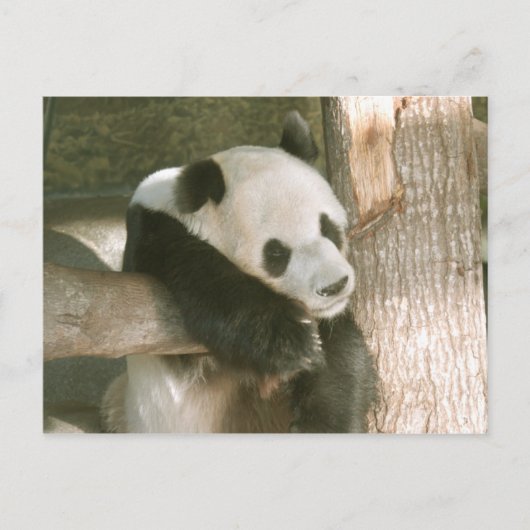Giant Panda Postcard Postkarte (Vorderseite)
