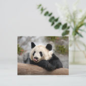 Giant Panda Postcard Postkarte (Stehend Vorderseite)