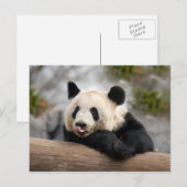 Giant Panda Postcard Postkarte (Vorne/Hinten)