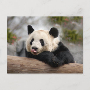 Giant Panda Postcard Postkarte