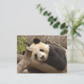 Giant Panda Postcard Postkarte (Stehend Vorderseite)