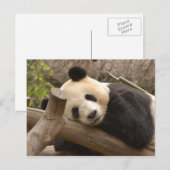 Giant Panda Postcard Postkarte (Vorne/Hinten)