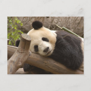 Giant Panda Postcard Postkarte