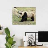 Giant Panda Poster (Heimbüro)