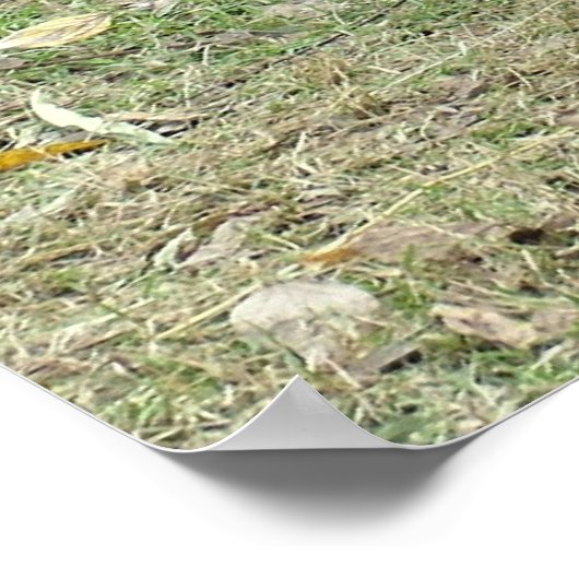 Giant Panda Poster (Ecke)