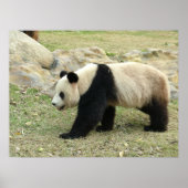 Giant Panda Poster (Vorne)