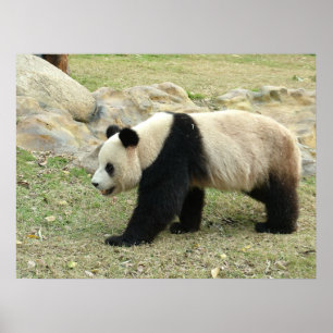Giant Panda Poster
