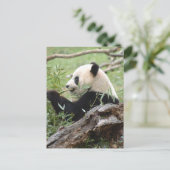 Giant Panda Postkarte (Stehend Vorderseite)