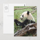Giant Panda Postkarte (Vorne/Hinten)