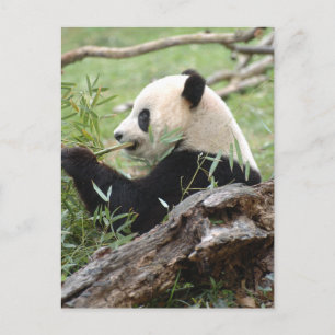 Giant Panda Postkarte