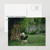 Giant Panda Postkarte (Vorne/Hinten)