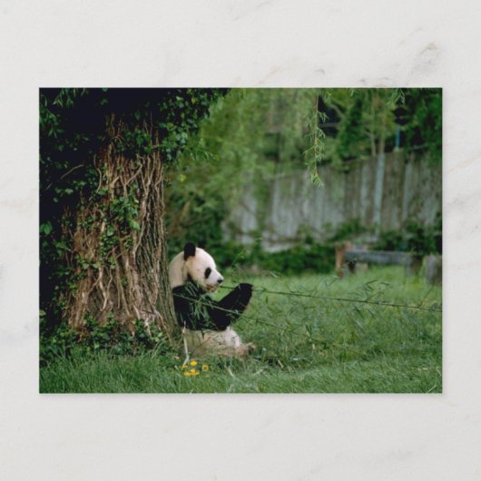 Giant Panda Postkarte (Vorderseite)