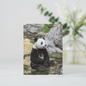 Giant Panda Postkarte (Stehend Vorderseite)