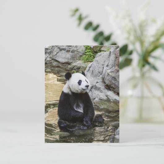 Giant Panda Postkarte (Stehend Vorderseite)