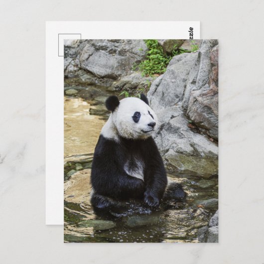 Giant Panda Postkarte (Vorne/Hinten)