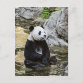 Giant Panda Postkarte (Vorderseite)