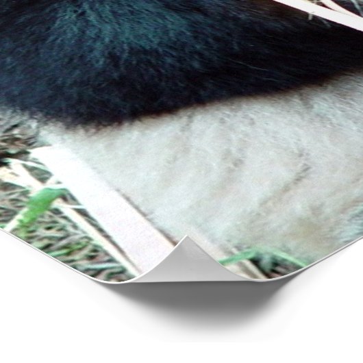 Giant Panda Print Poster (Ecke)