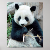Giant Panda Print Poster (Vorne)