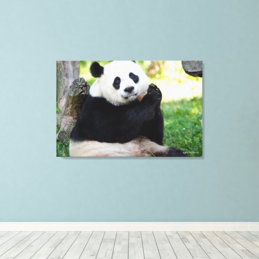 Giant Panda Sitting Leinwanddruck (Insitu (Holzboden))