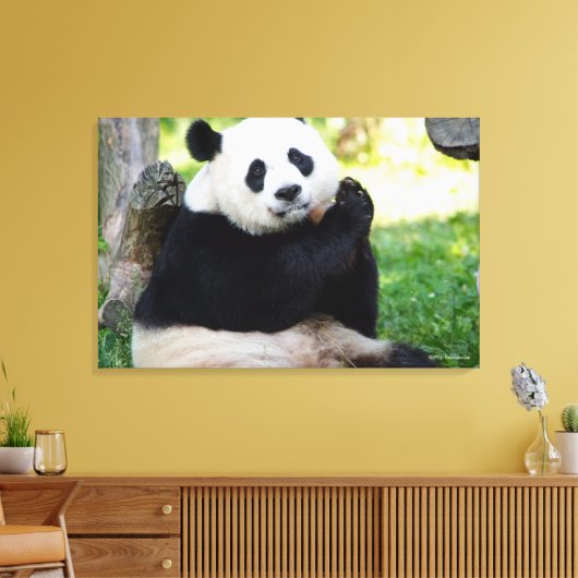 Giant Panda Sitting Leinwanddruck (Insitu (Wohnzimmer))