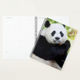 Giant Panda Sitting Planer