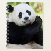 Giant Panda Sitting Planer (Vorderseite)