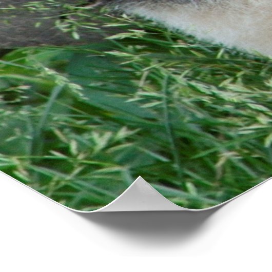 Giant Panda Sitting Poster (Ecke)