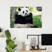 Giant Panda Sitting Poster (Heimbüro)