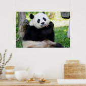 Giant Panda Sitting Poster (Küche)