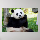 Giant Panda Sitting Poster (Vorne)