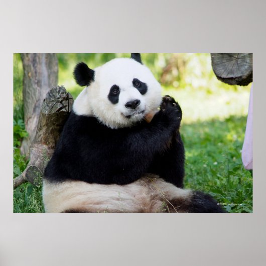 Giant Panda Sitting Poster (Vorne)