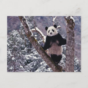 Giant Panda standing on tree, Wolong, Sichuan, Postkarte