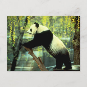 Giant Panda Yoga Stretch Postkarte