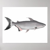 Giant Pangasius Poster (Vorne)