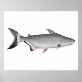 Giant Pangasius Poster