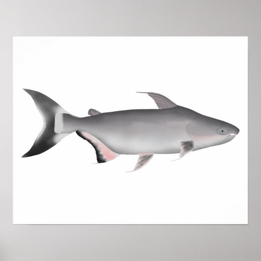 Giant Pangasius Poster (Vorne)