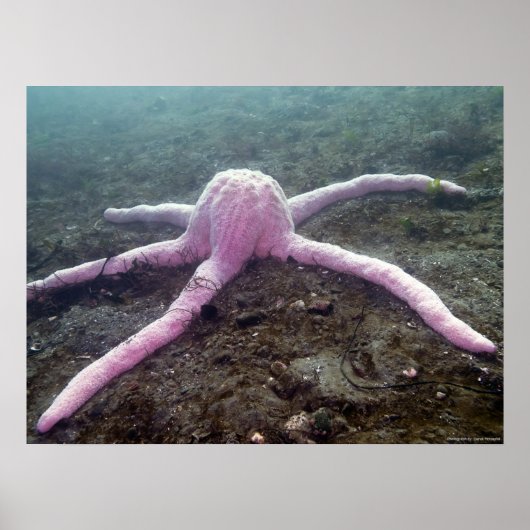 Giant Pink Star (Pisaster brevispinus) Poster (Vorne)