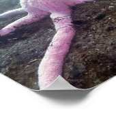 Giant Pink Star (Pisaster brevispinus) Poster (Ecke)