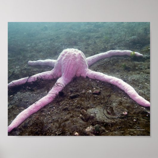 Giant Pink Star (Pisaster brevispinus) Poster (Vorne)