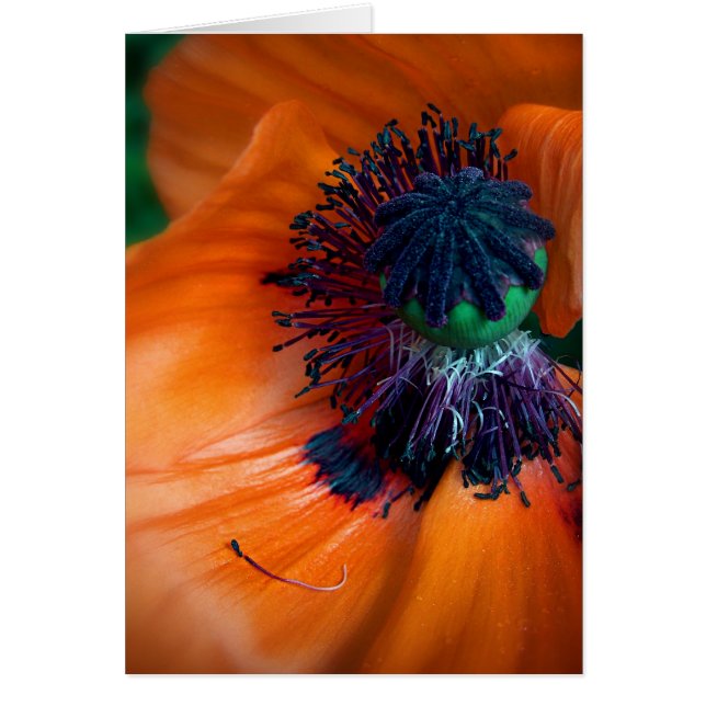 Giant Poppy (Vorne)
