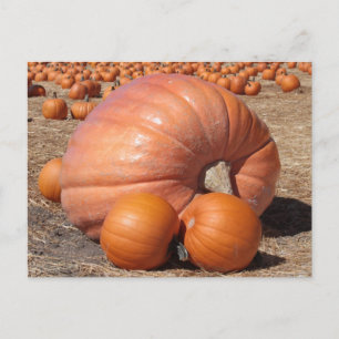 Giant Pumpkin Postcard Postkarte