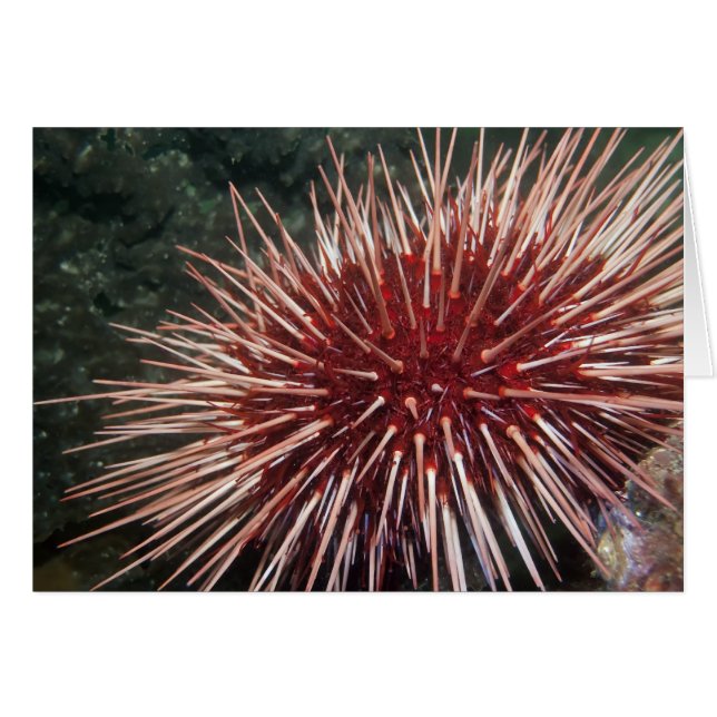 Giant Red Sea Urchin - Karte (Vorderseite (Horizontal))