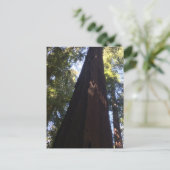 Giant Redwood Trees Postkarte (Stehend Vorderseite)