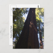 Giant Redwood Trees Postkarte (Vorne/Hinten)