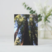 Giant Redwood Trees Postkarte (Stehend Vorderseite)