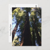 Giant Redwood Trees Postkarte (Vorne/Hinten)