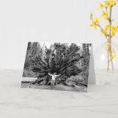 Giant Redwoods - Blank Inside Greeting Card Karte (Gelbe Blume)