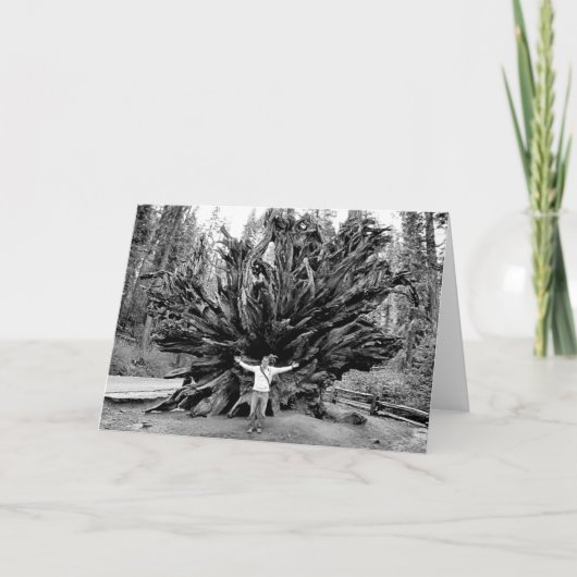 Giant Redwoods - Blank Inside Greeting Card Karte (Vorderseite)
