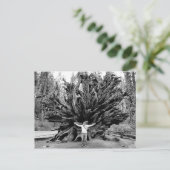 Giant Redwoods - Postkarte (Stehend Vorderseite)