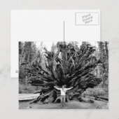 Giant Redwoods - Postkarte (Vorne/Hinten)